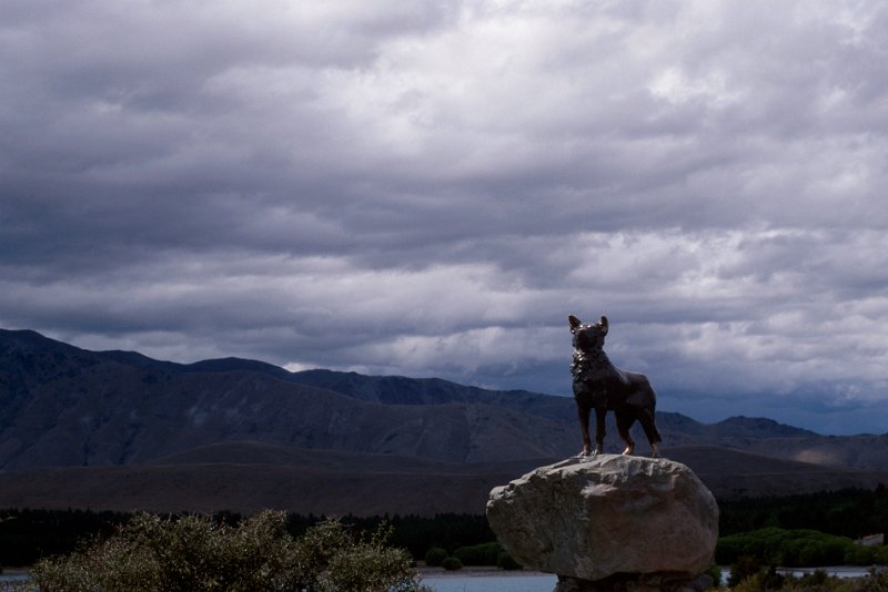 299.jpg - ein denkmal für all die schäferhunde am lake tekapo