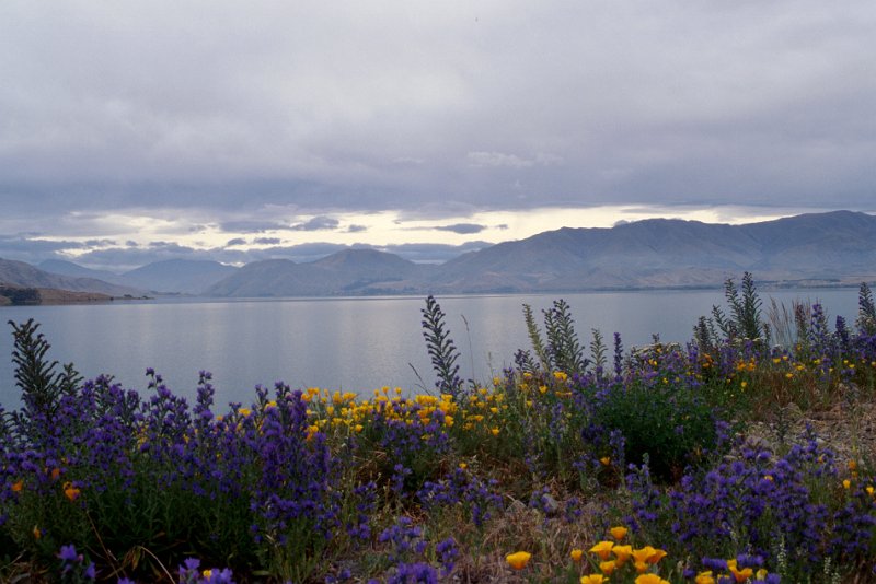 305.jpg - blumenpracht am lake tekapo