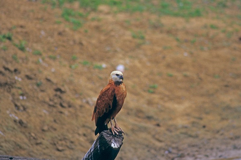 354-11-Bearbeitet.jpg - black-collard hawk