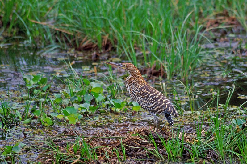 354-17-Bearbeitet.jpg - rohrdommel