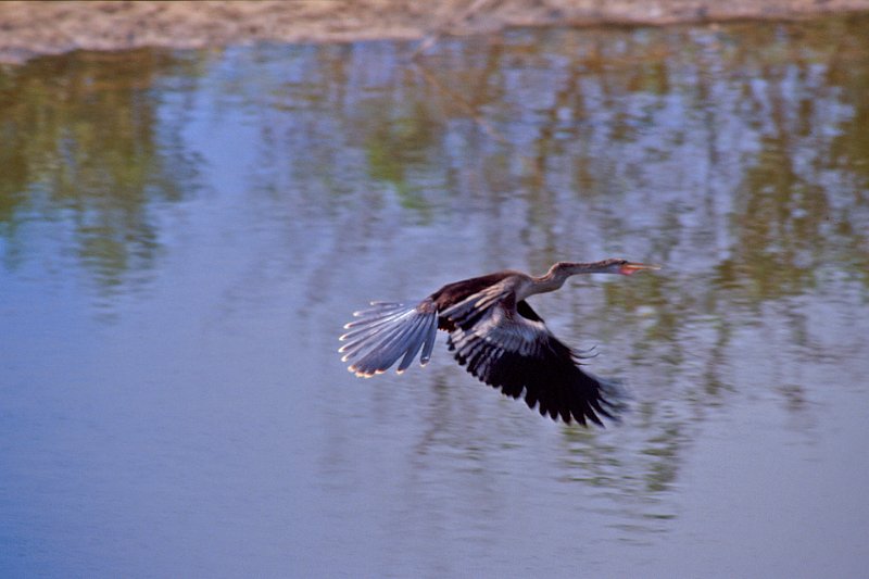 354-29-Bearbeitet.jpg - anhinga