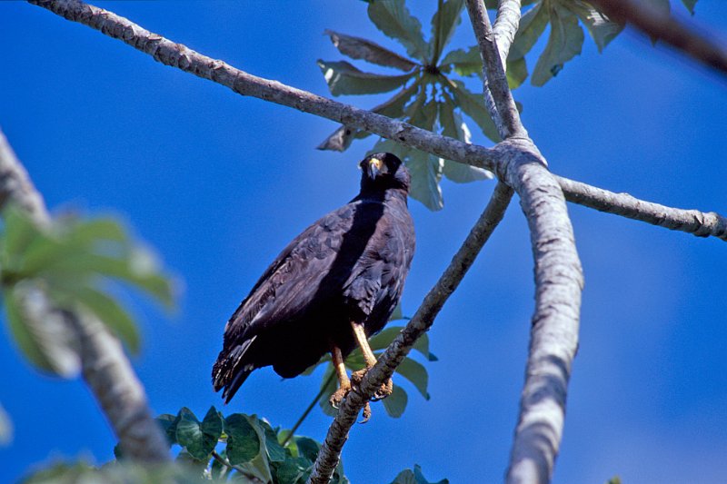 354-34-Bearbeitet.jpg - zone-tailed hawk