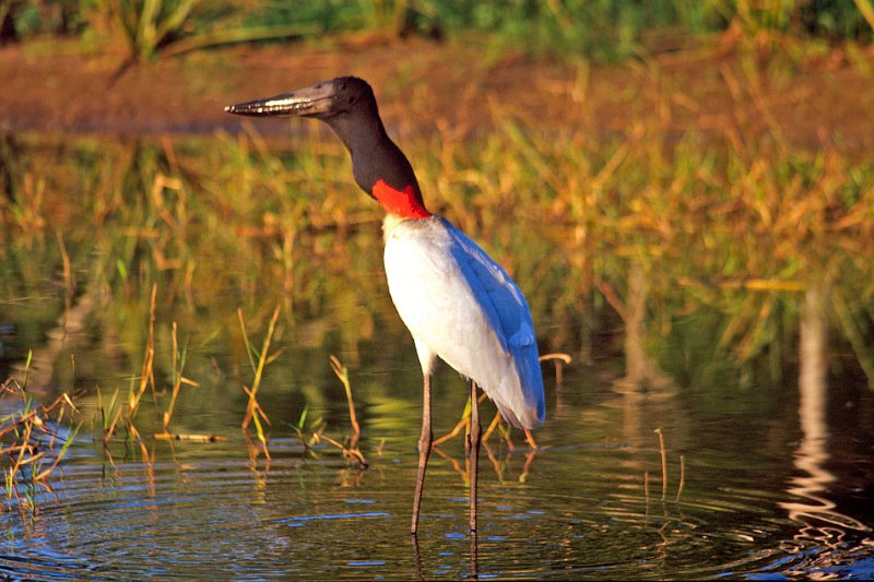 355-37-Bearbeitet.jpg - jabiru