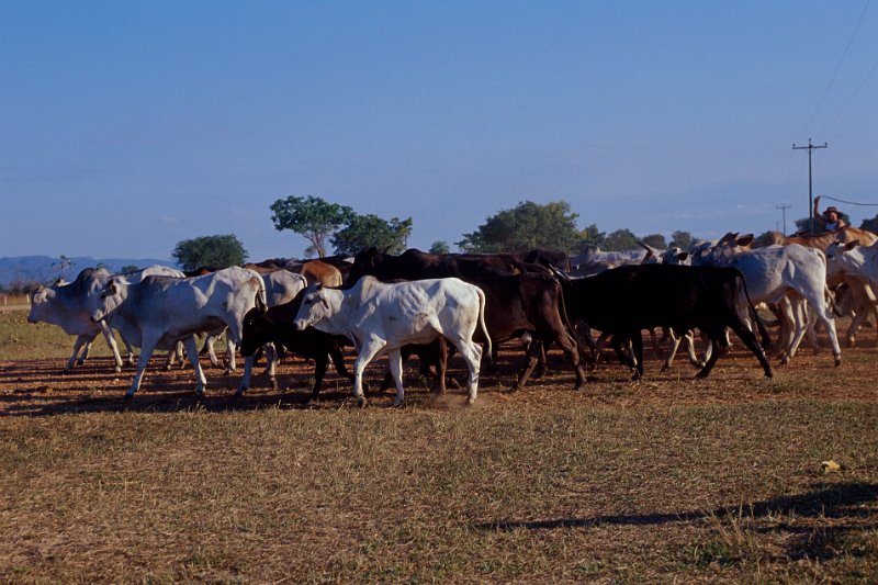 357-27.jpg - brahma rinder