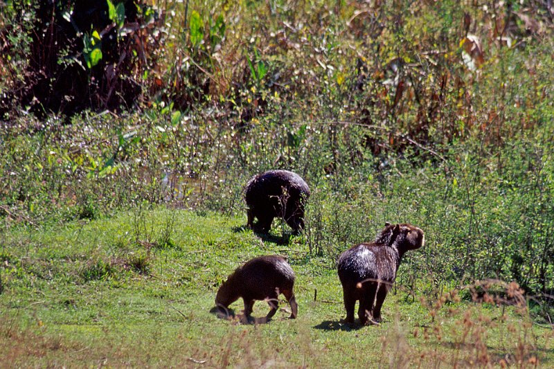 359-16-Bearbeitet.jpg - capibaras, wasserschwein