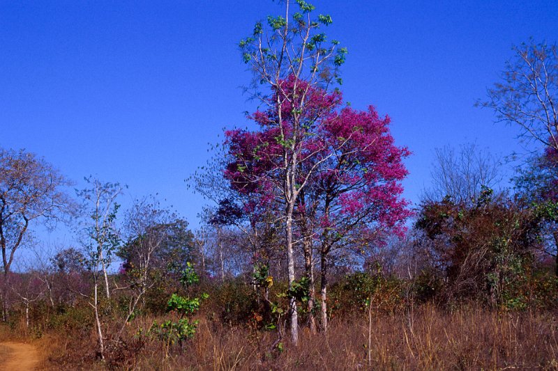 370-18.jpg - der cerrado blüht