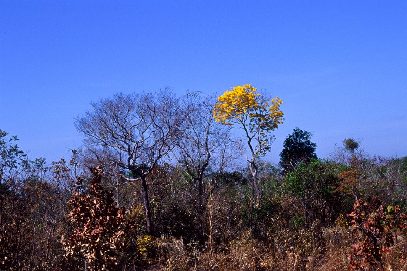 370-22.jpg - gelbe, von weither sichtbare, blüten