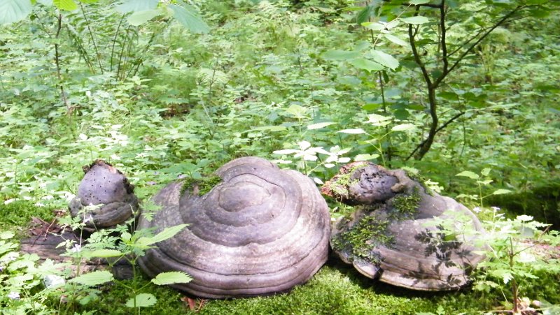 DSCF4975.jpg - Bialowieski National Park - Pilze im Urwald