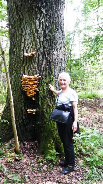 DSCF4980.jpg - Bialowieski National Park - Urwaldriesen