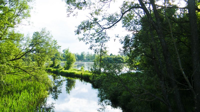 DSCF4985.jpg - Bialowieski National Park - Bäche, Seen und Sümpfe