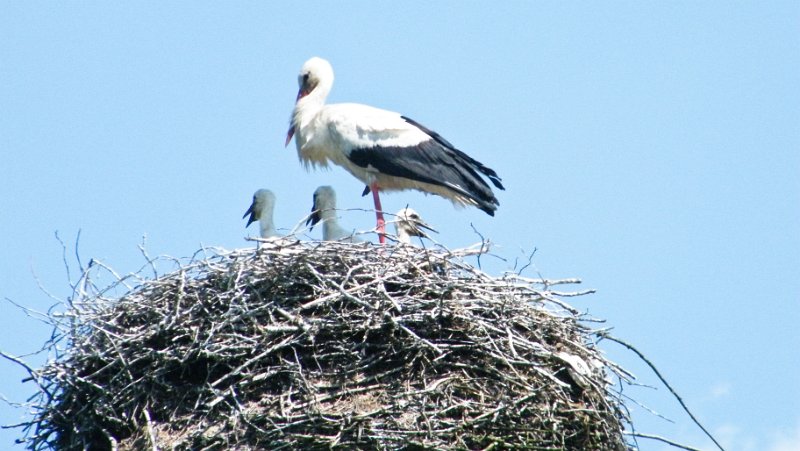 DSCF4994.jpg - Wigry National Park- Storchennest