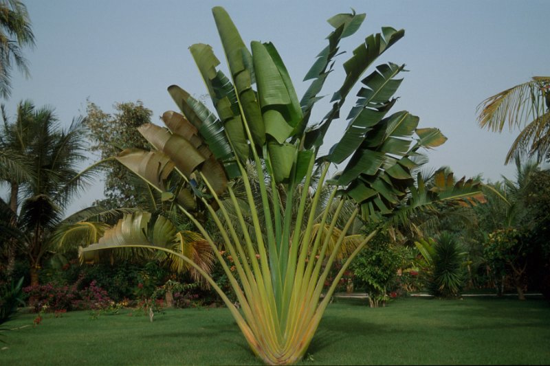 s02-22.jpg - Palme der Reisenden