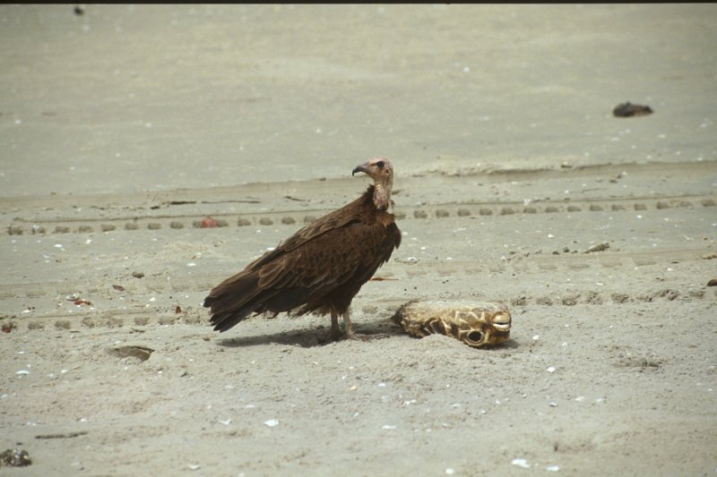 s05-03.jpg - vor der Mahlzeit