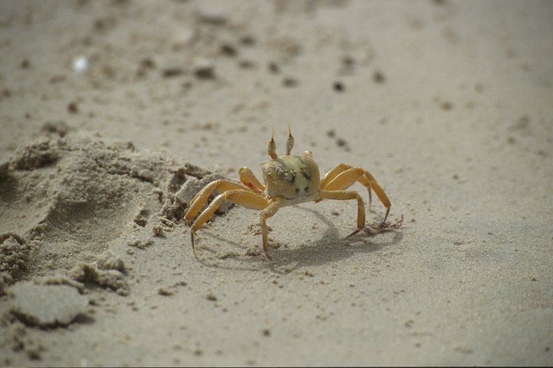 s05-32.jpg - eine Krabbe nähert sich