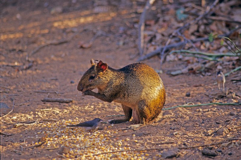363-19-Bearbeitet.jpg - ein agouti beim eingang