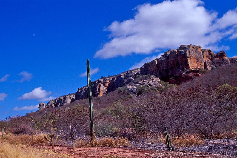 364-03-Bearbeitet.jpg - büsche und kakteen, ein ecosystem genannt caatinga