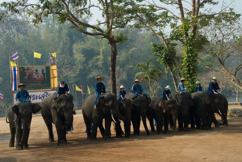 _DSC7077.jpg - thai elephant conservation center - hier kann man sich zum mahout ausbilden lassen, dazu gehört auch ...