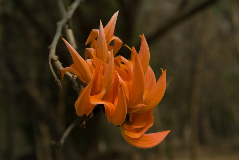 _DSC7420.jpg - mae ping - baumblüte