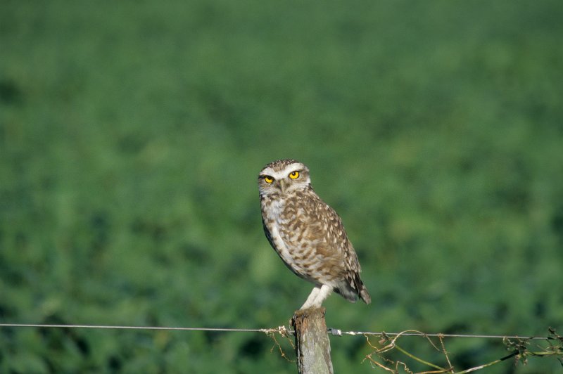 346-13.jpg - burrowing owl, in höhlen lebender kauz