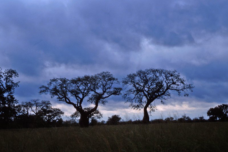 351-01.jpg - paraguay, chaco, wolken über den flaschenbäumen