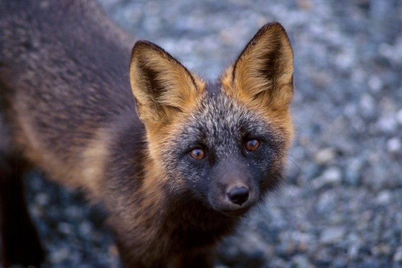 604.jpg - junger rotfuchs in der nähe von tok