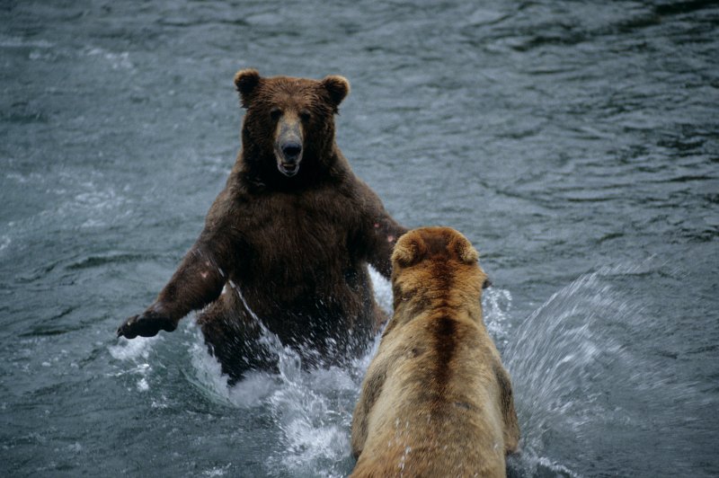 684.jpg - katmai national park bei brooks lake, streitende bären