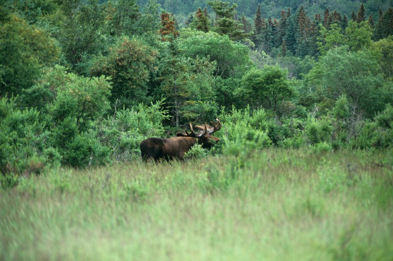 780.jpg - extrem grosser elch im katmai np