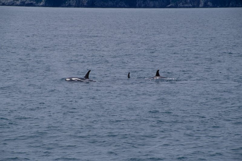 788.jpg - orcas sind häufig anzutreffen