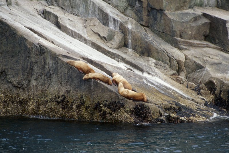 807.jpg - alaska robben