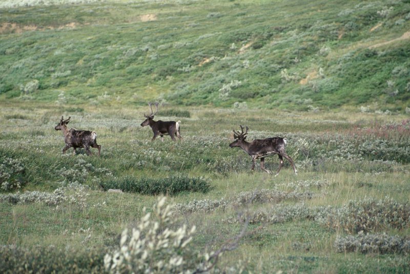 822.jpg - caribous oder ren, genetisch sollen sie identisch mir den rentieren sein