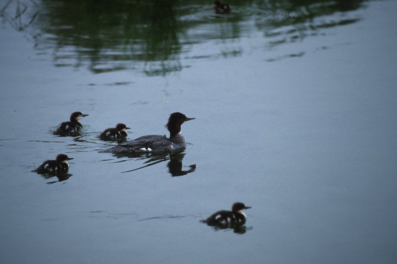 832.jpg - mittelsäger mit jungen