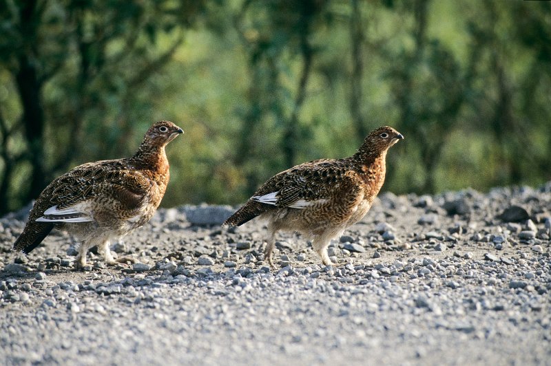 884.jpg - ptamigans, genannt chickens in alaska, vermutlich moorschneehuhn