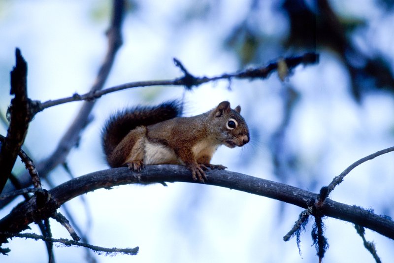 898.jpg - rotes eichhörnchen