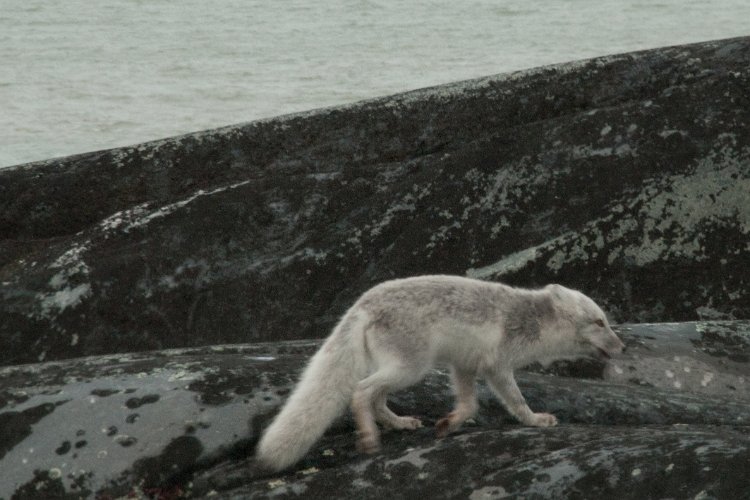 _TEX7882.jpg - ein polarfuchs