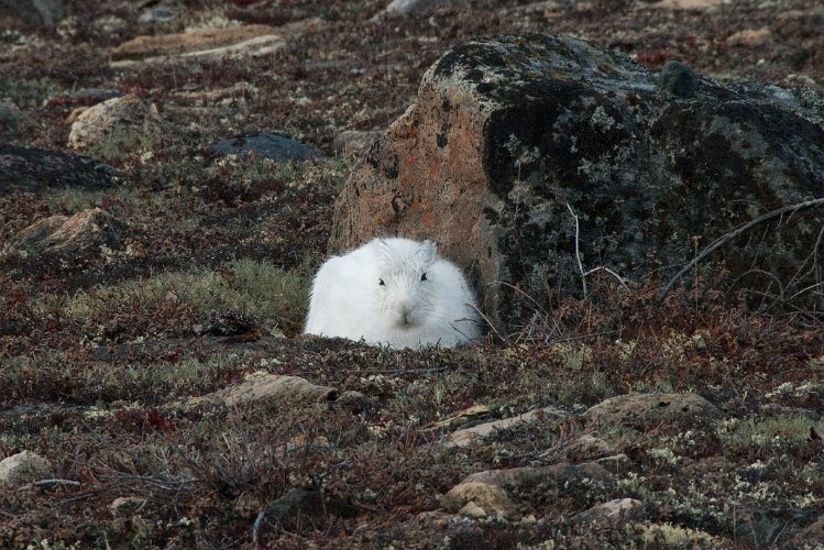 _TEX7903.jpg - ein schneehase