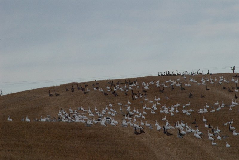 _TEX7955.jpg - kanadagänse und schneegänse futtern reserven an