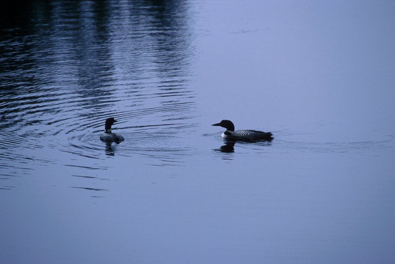 1301.jpg - loons