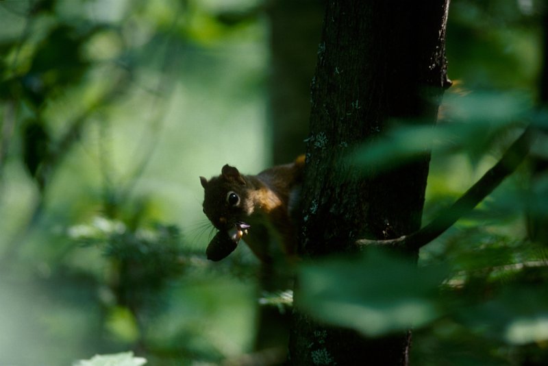 1304.jpg - neugieriges eichhörnchen