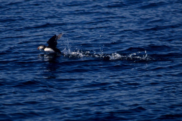 1431.jpg - ein puffin oder papageientaucher