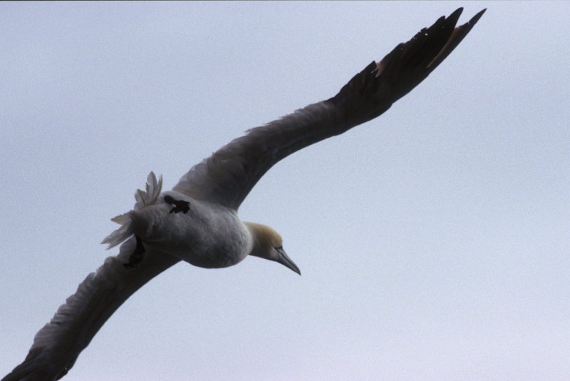 1446.jpg - .... die scheinen den flug zu geniessen