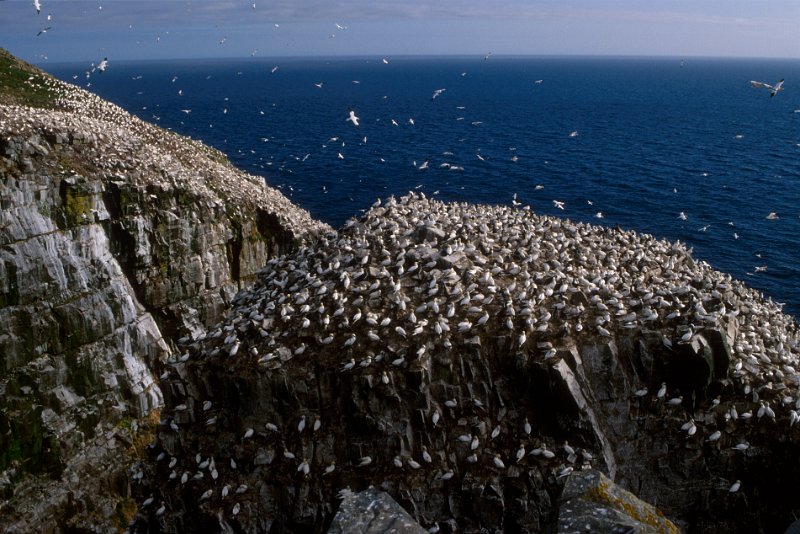 1464.jpg - basstölpelkolonie in cape st. mary