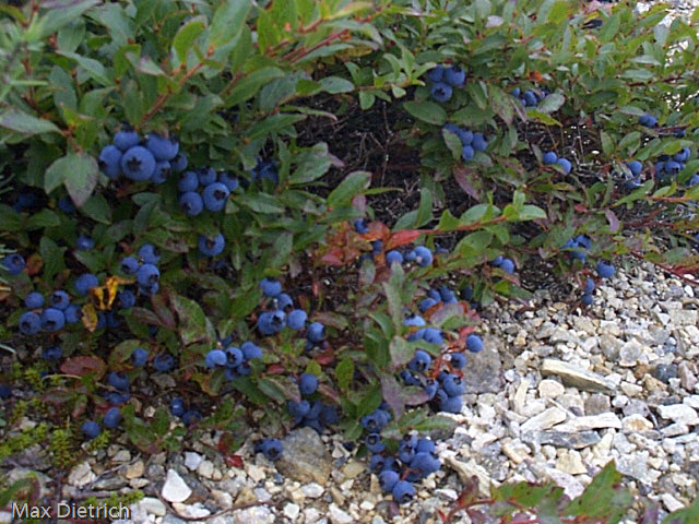 NF041.jpg - heidelbeeren jede menge