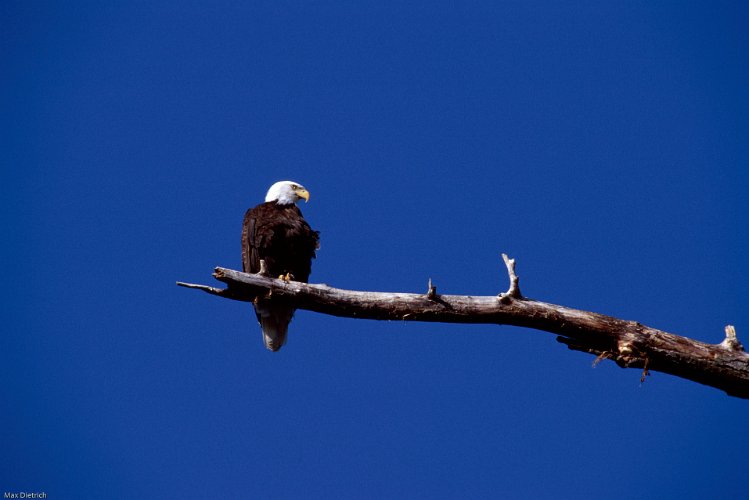 105-35.jpg - bald eagle oder weisskopfseeadler