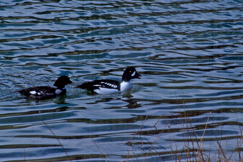 106-15-Bearbeitet.jpg - barrow's goldeneye oder spatelente