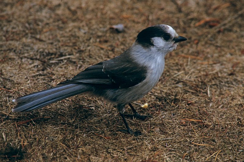 107-01-Bearbeitet.jpg - gray jay oder canada häher