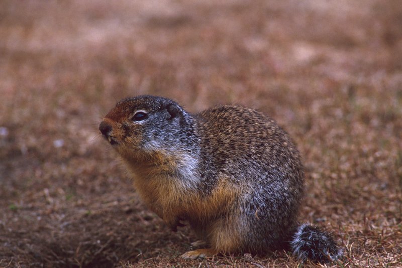 107-21.jpg - columbian erdhörnchen