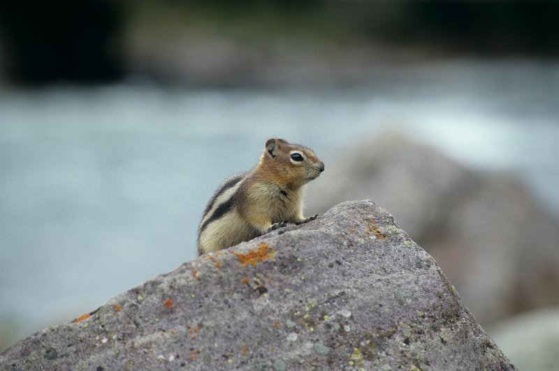 109-06.jpg - chipmunk oder streifenhörnchen