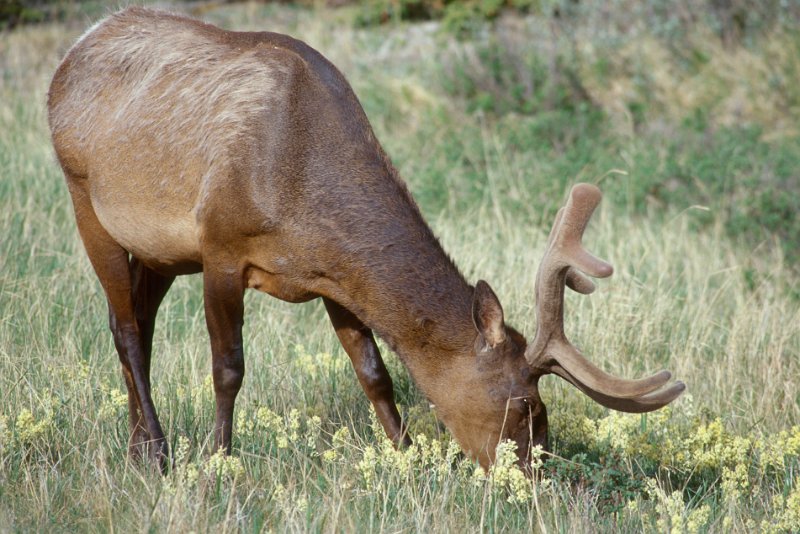 109-23.jpg - hirsch oder elk