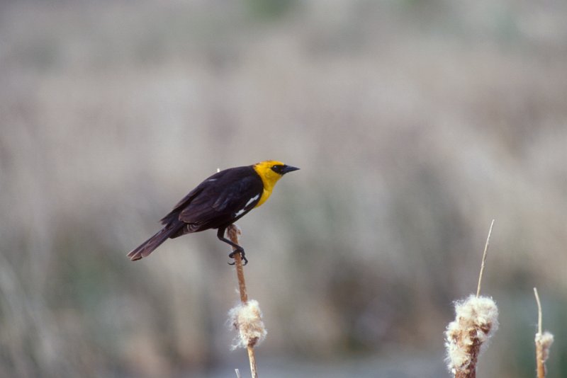 110-15.jpg - yellow-headed blackbird