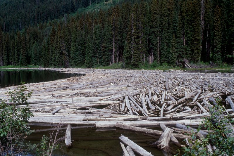 111-24.jpg - baumstämme blockieren den see, log jam